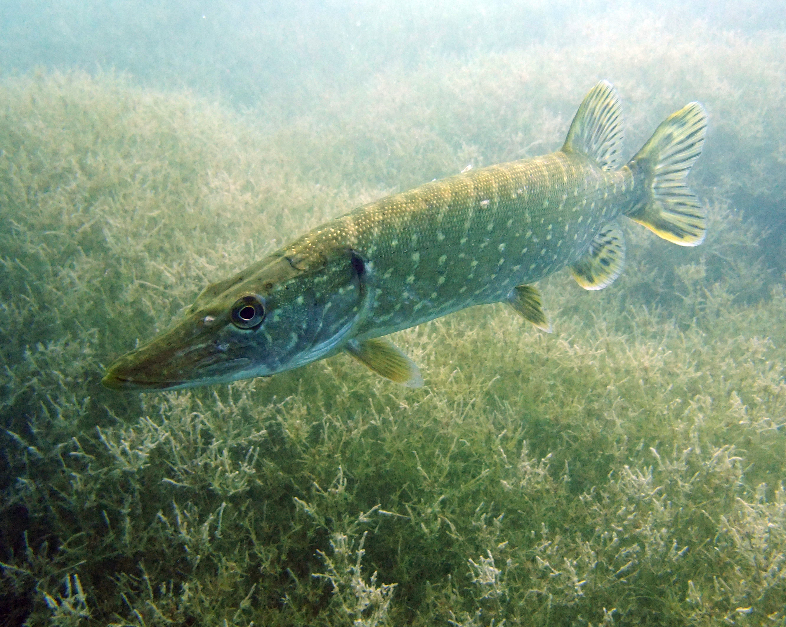 brochet lac annecy plongee