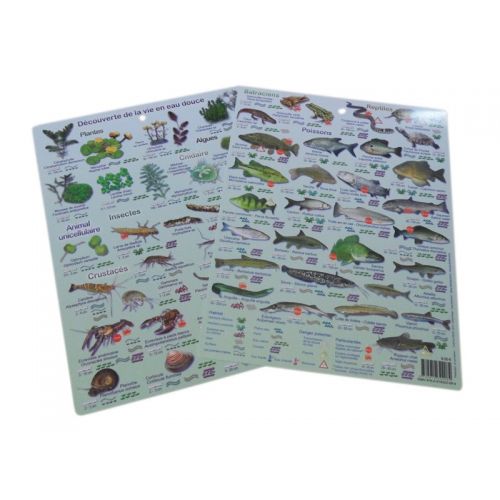 PLAQUETTES IMMERGEABLES – DÉCOUVERTE DE LA VIE EN EAU DOUCE PLAQUETTES IMMERGEABLES – DÉCOUVERTE DE LA VIE EN EAU DOUCE
