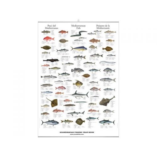 poster poissons méditerranée poster poissons méditerranée