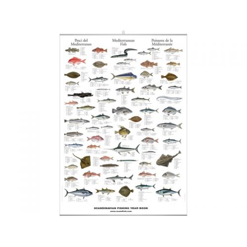 poster  poissons méditerranée