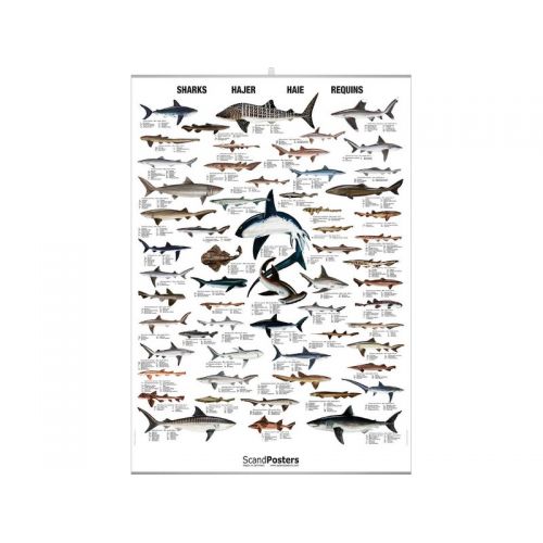 poster requins