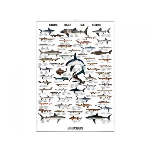 poster requins poster requins