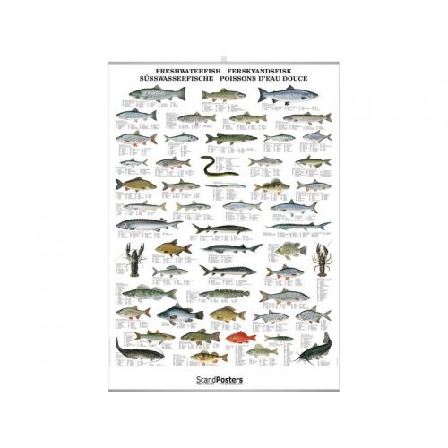 poster poissons eaux douce poster poissons eaux douce