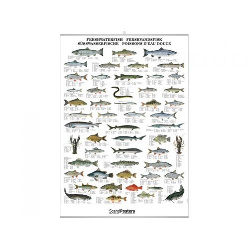 poster poissons eaux douce