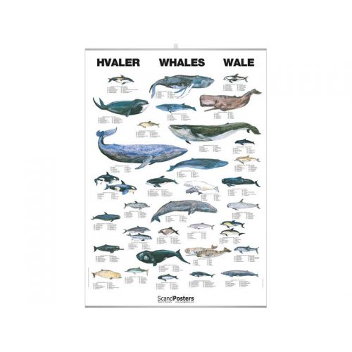 poster baleines poster baleines
