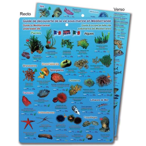 Guide de découverte de la vie sous-marine en Méditerranée Guide de découverte de la vie sous-marine en Méditerranée